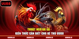 Thuật Ngữ Đá Gà - Kiến Thức Cần Biết Cho Kê Thủ UU88